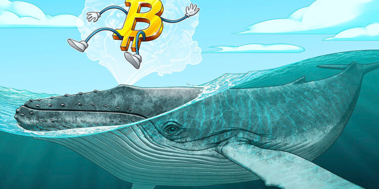 Millionär-Wale kaufen in den letzten 25 Tagen 90.000 Bitcoin auf