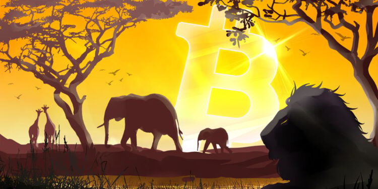 Optimistischer Ausblick für Bitcoin (BTC)-Land Zentralafrikanische Republik
